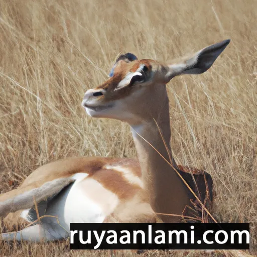 Traumdeutung Gazelle